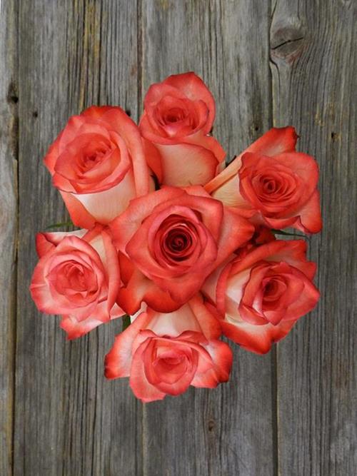 BLUSH   BICOLOR CREAM/RED ROSES